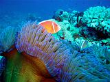 La Grande Barriera Corallina Australiana - 197